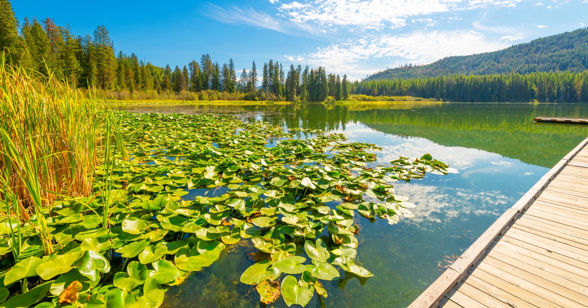 A wooden dock installed in a lake. The weather is very sunny, and local plants float in the water.
