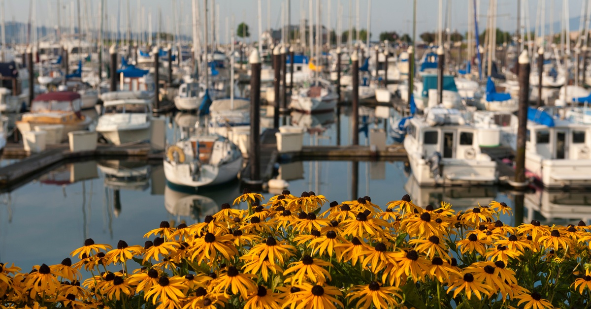 A commercial dock full of boats during the daytime. Bright yellow plants bloom in a garden near the marina.